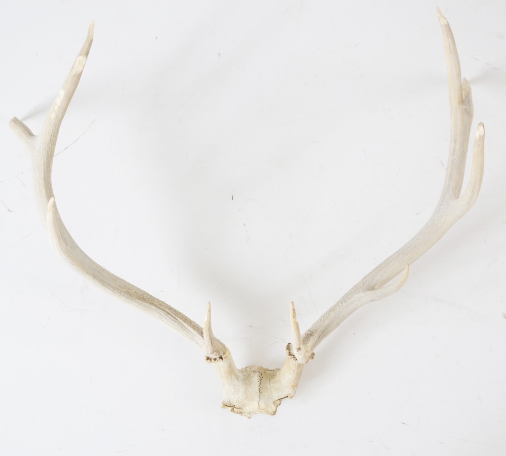 8 Point Deer Skull and 4 Point Elk Antlers