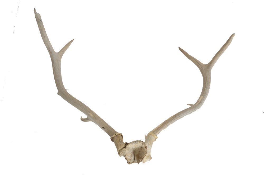 8 Point Deer Skull and 4 Point Elk Antlers