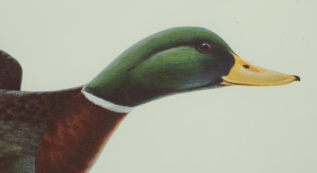 John Ruthven Signed Limited Edition Print "Mallard"