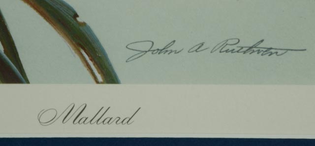 John Ruthven Signed Limited Edition Print "Mallard"