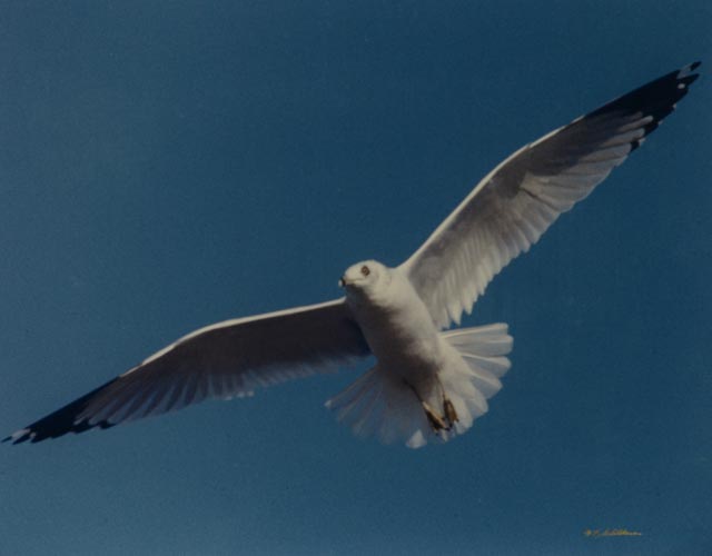 W.F. Schildman Photograph of Seagull