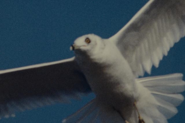 W.F. Schildman Photograph of Seagull
