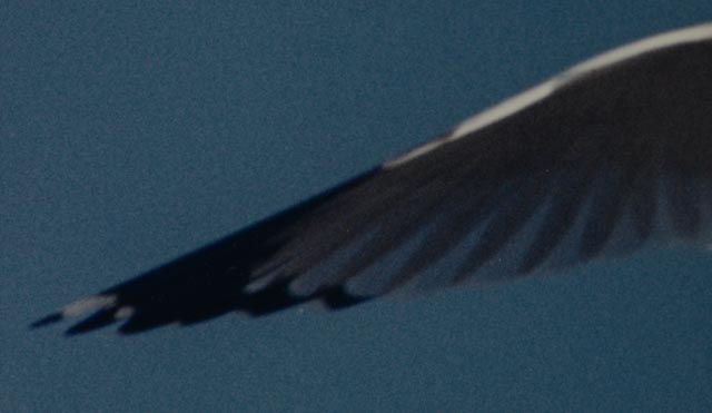W.F. Schildman Photograph of Seagull