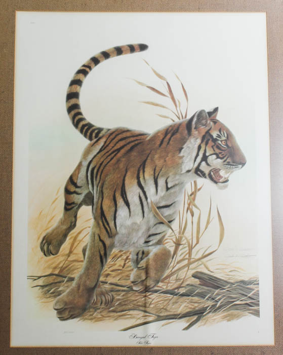 Framed Photo Offset Lithograph after "Bengal Tiger"
