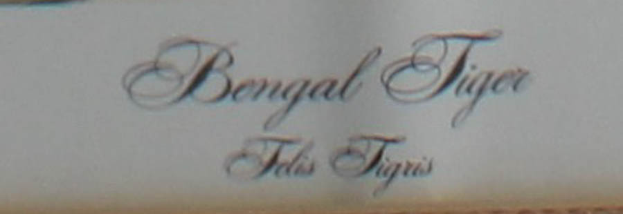 Framed Photo Offset Lithograph after "Bengal Tiger"