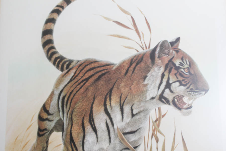 Framed Photo Offset Lithograph after "Bengal Tiger"