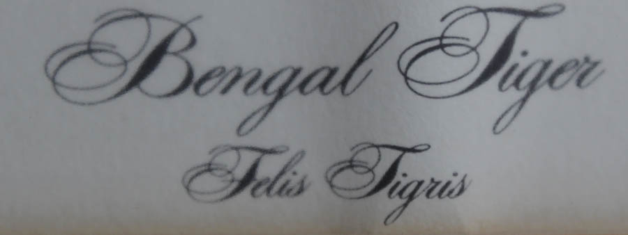 Framed Photo Offset Lithograph after "Bengal Tiger"