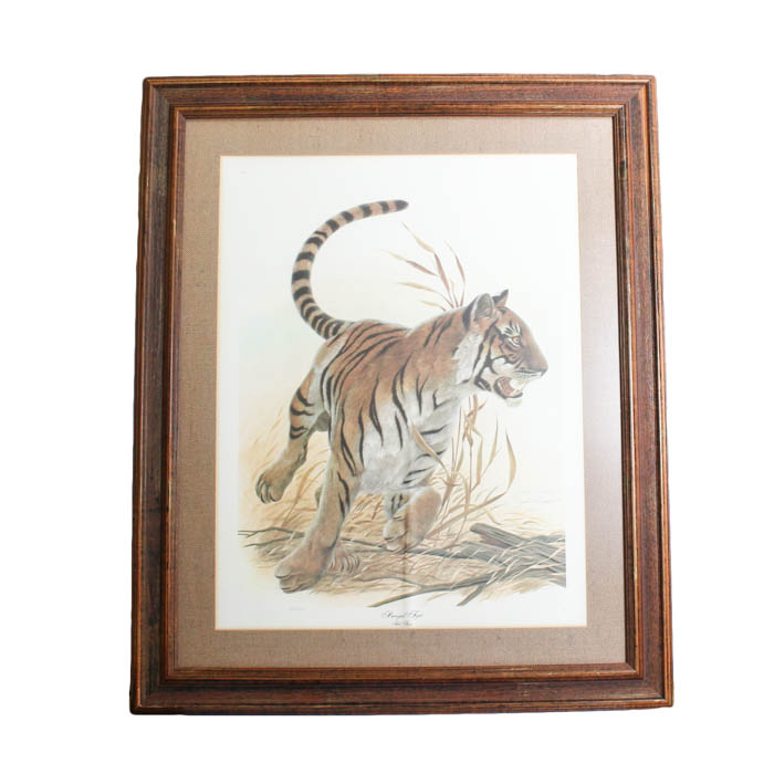 Framed Photo Offset Lithograph after "Bengal Tiger"