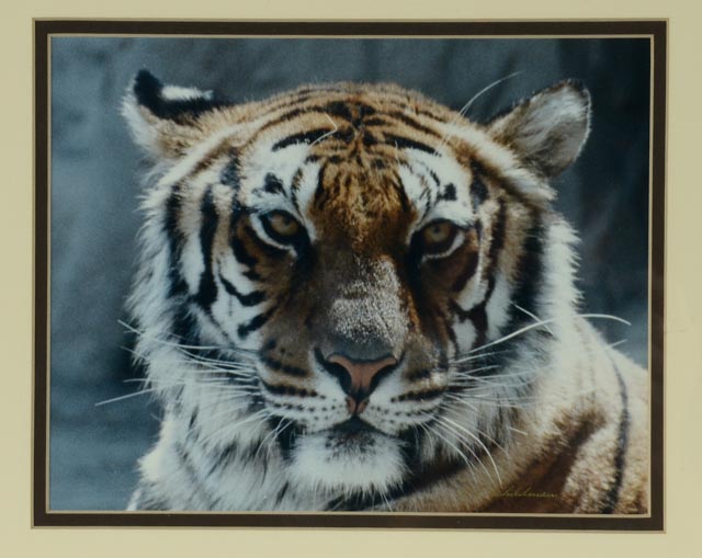 W.F. Schildman Tiger Photograph