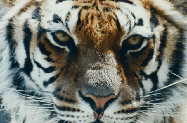 W.F. Schildman Tiger Photograph