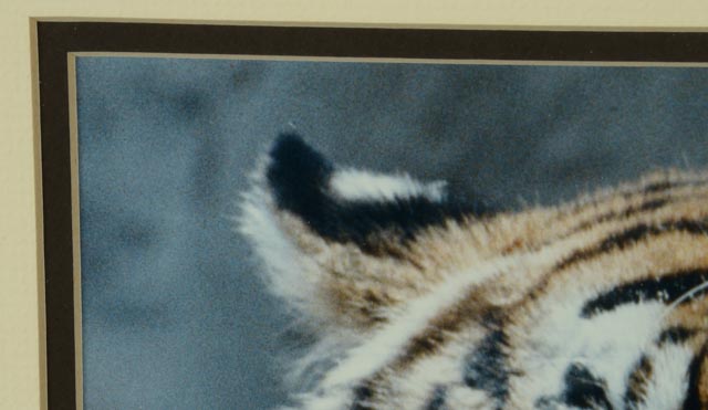 W.F. Schildman Tiger Photograph