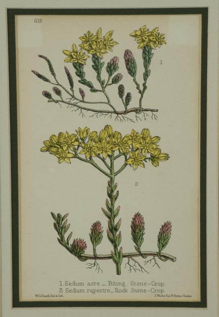 Pair of Worthington George Smith Hand-colored Botanical Lithographs