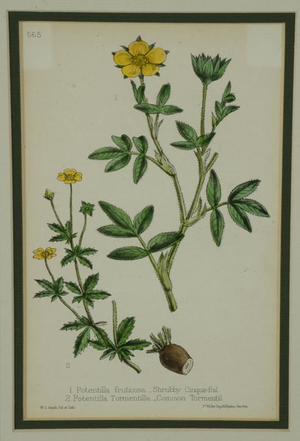 Pair of Worthington George Smith Hand-colored Botanical Lithographs