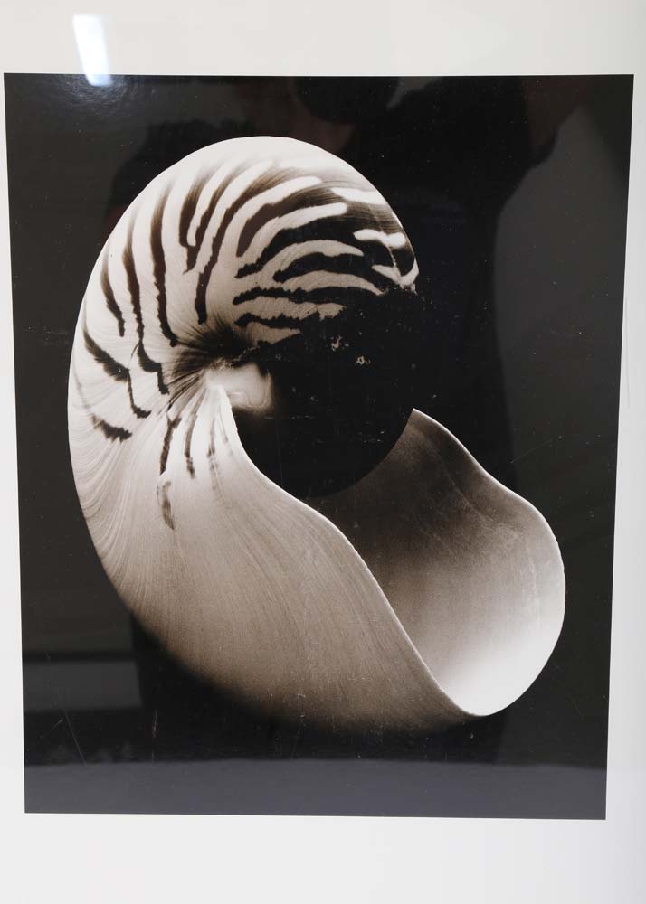 Set of Framed Sondra Wampler Offset Lithographs