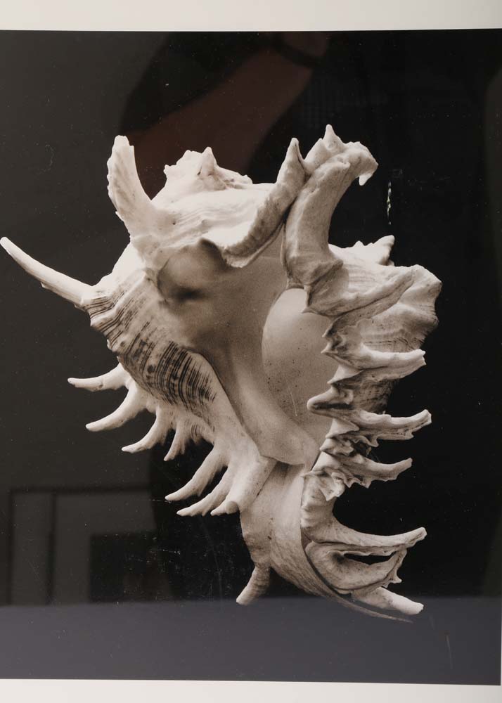 Set of Framed Sondra Wampler Offset Lithographs