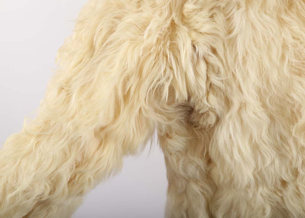 Ivory Lamb Fur Jacket