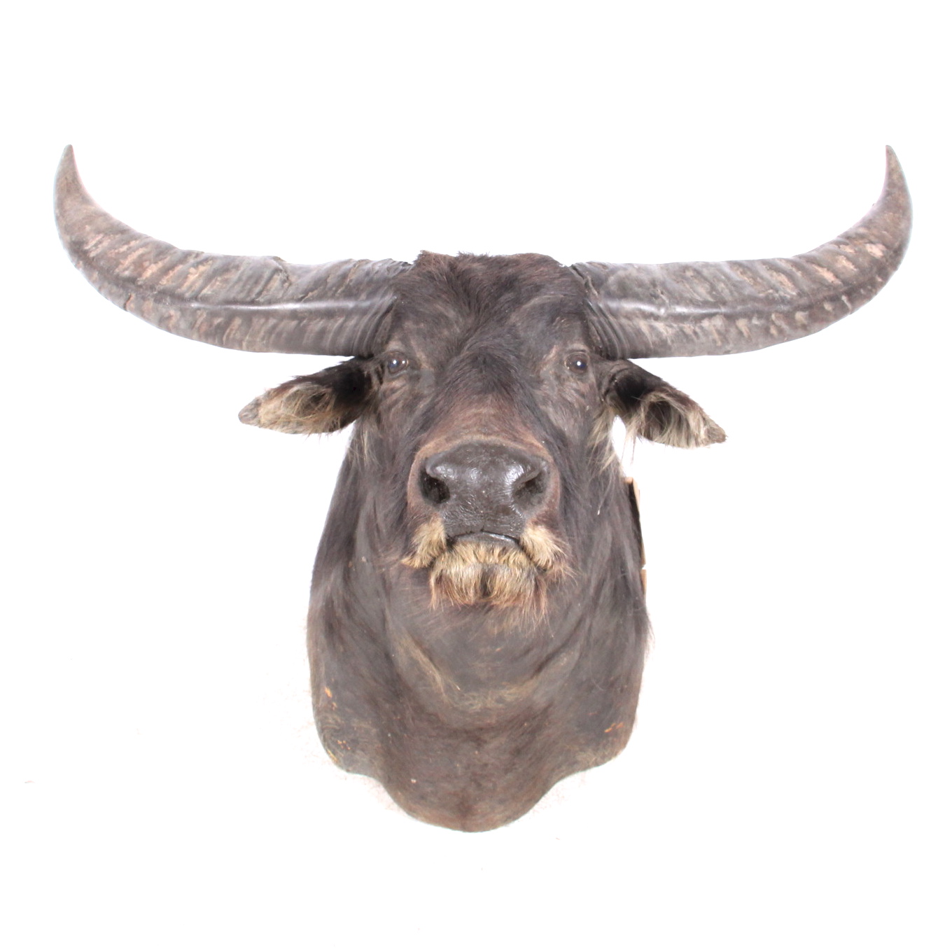 Taxidermy North Australian Water Buffalo