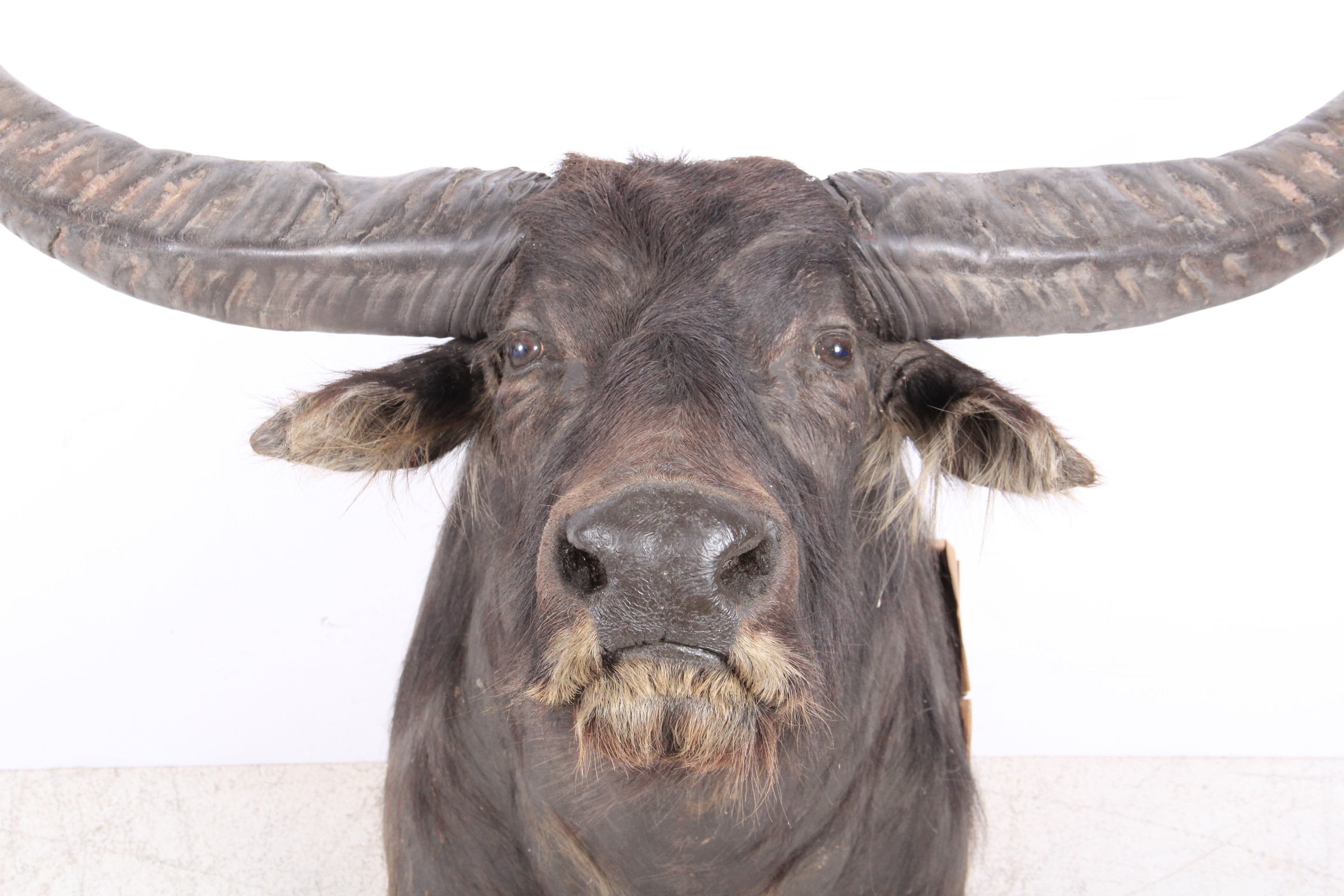 Taxidermy North Australian Water Buffalo