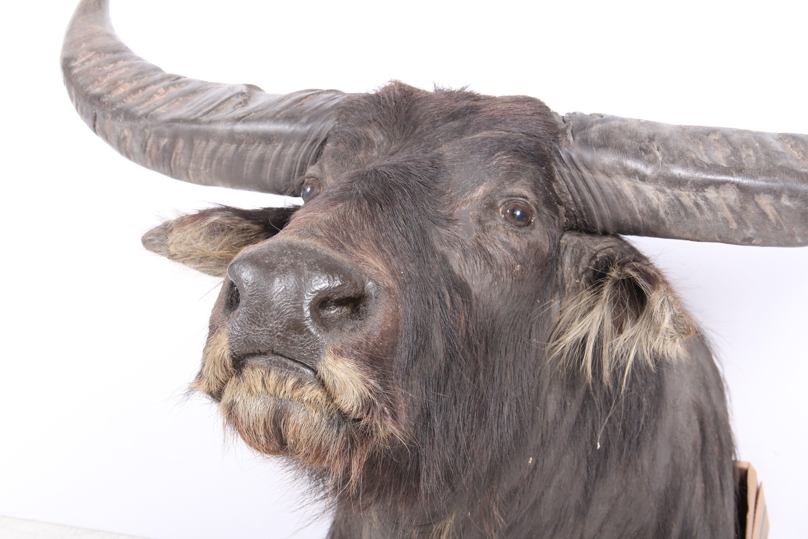 Taxidermy North Australian Water Buffalo