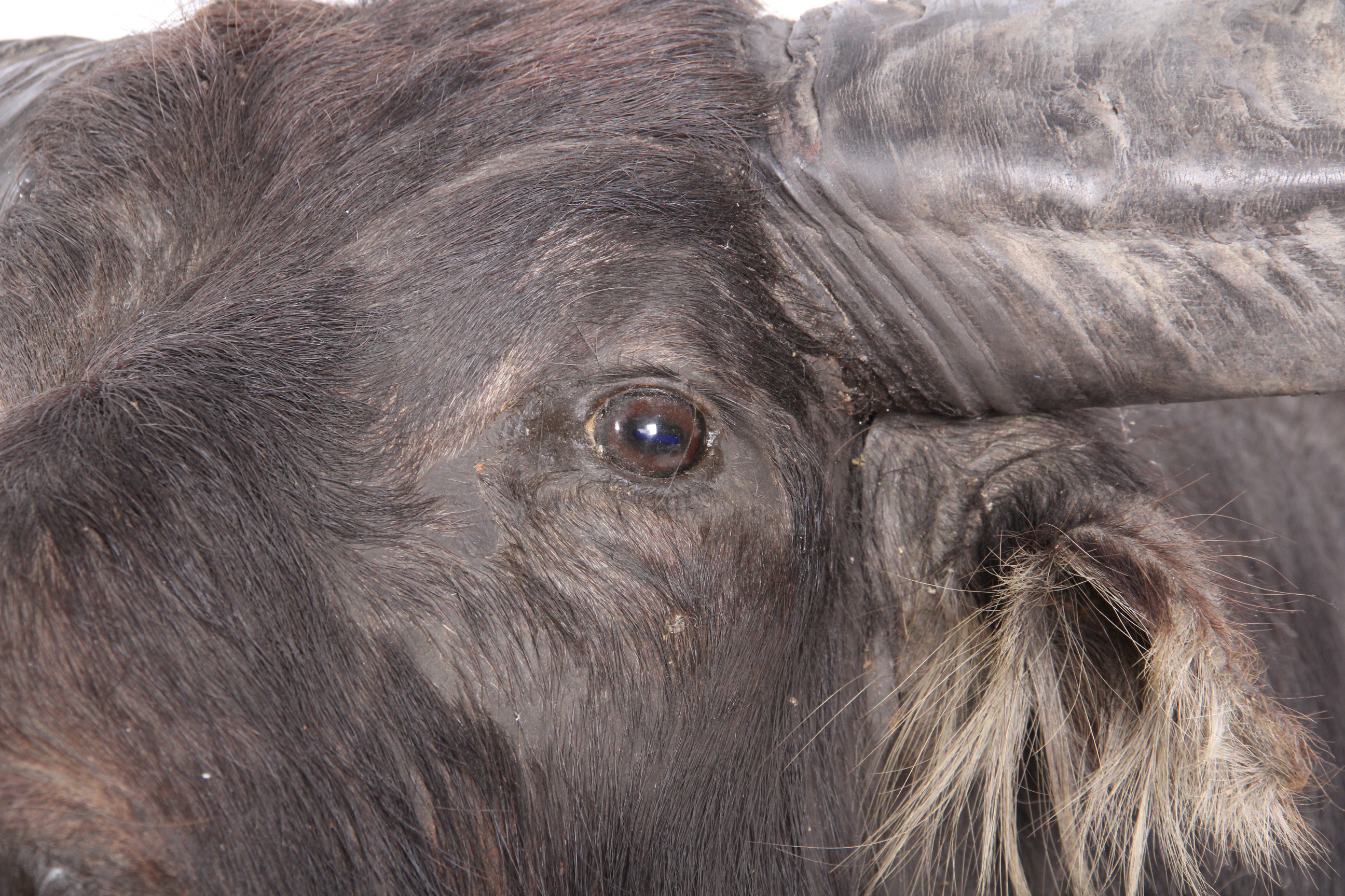 Taxidermy North Australian Water Buffalo