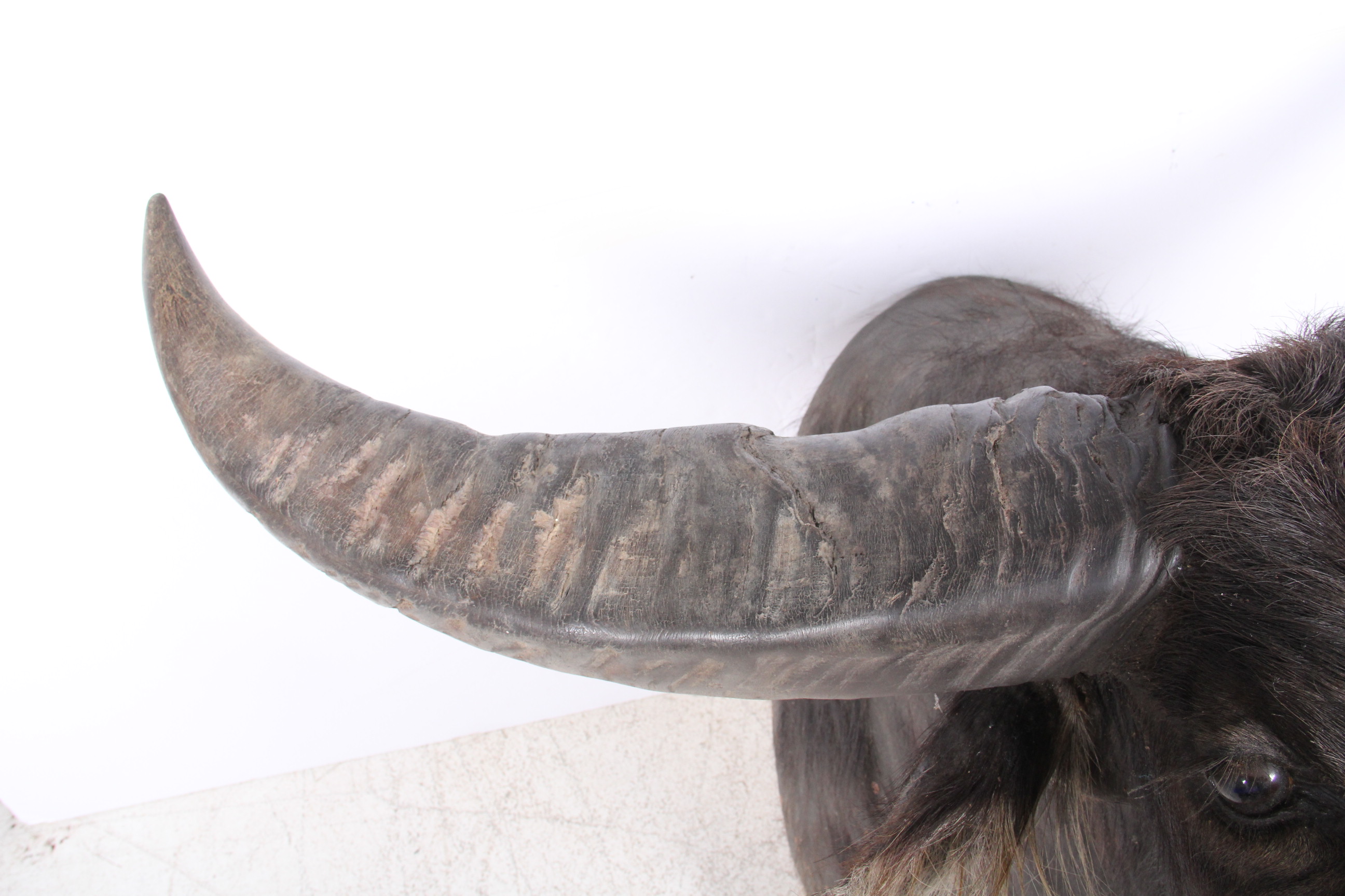 Taxidermy North Australian Water Buffalo