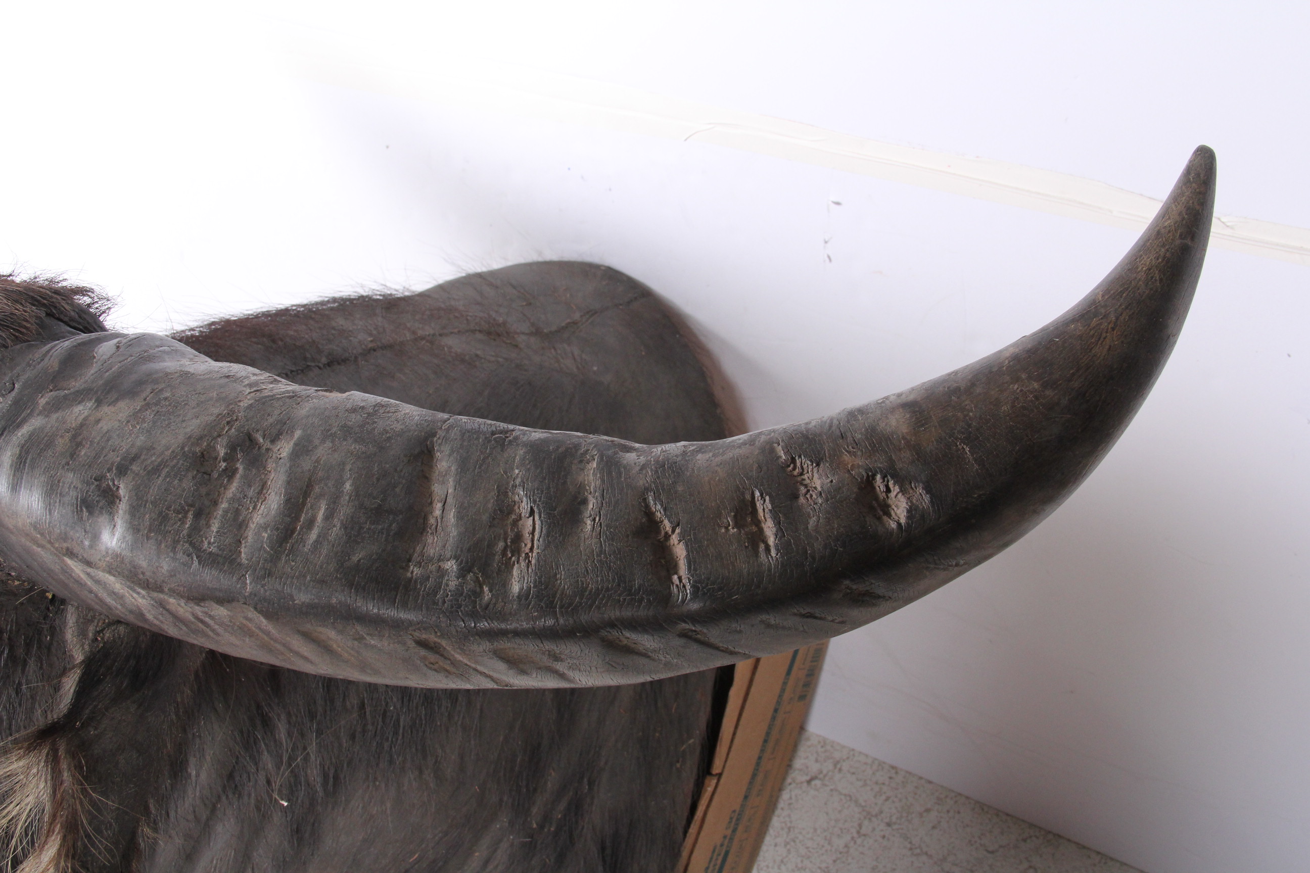 Taxidermy North Australian Water Buffalo