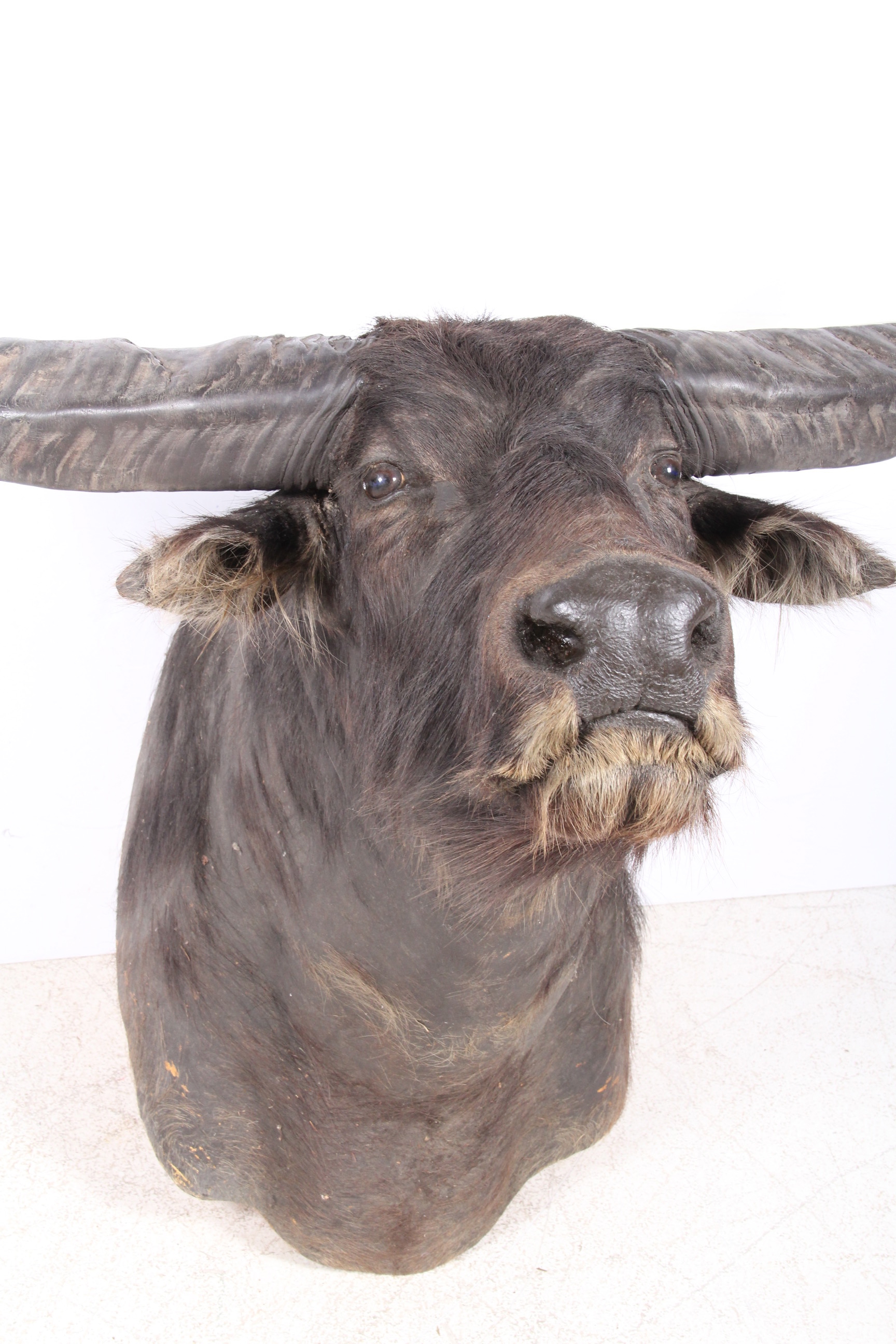 Taxidermy North Australian Water Buffalo