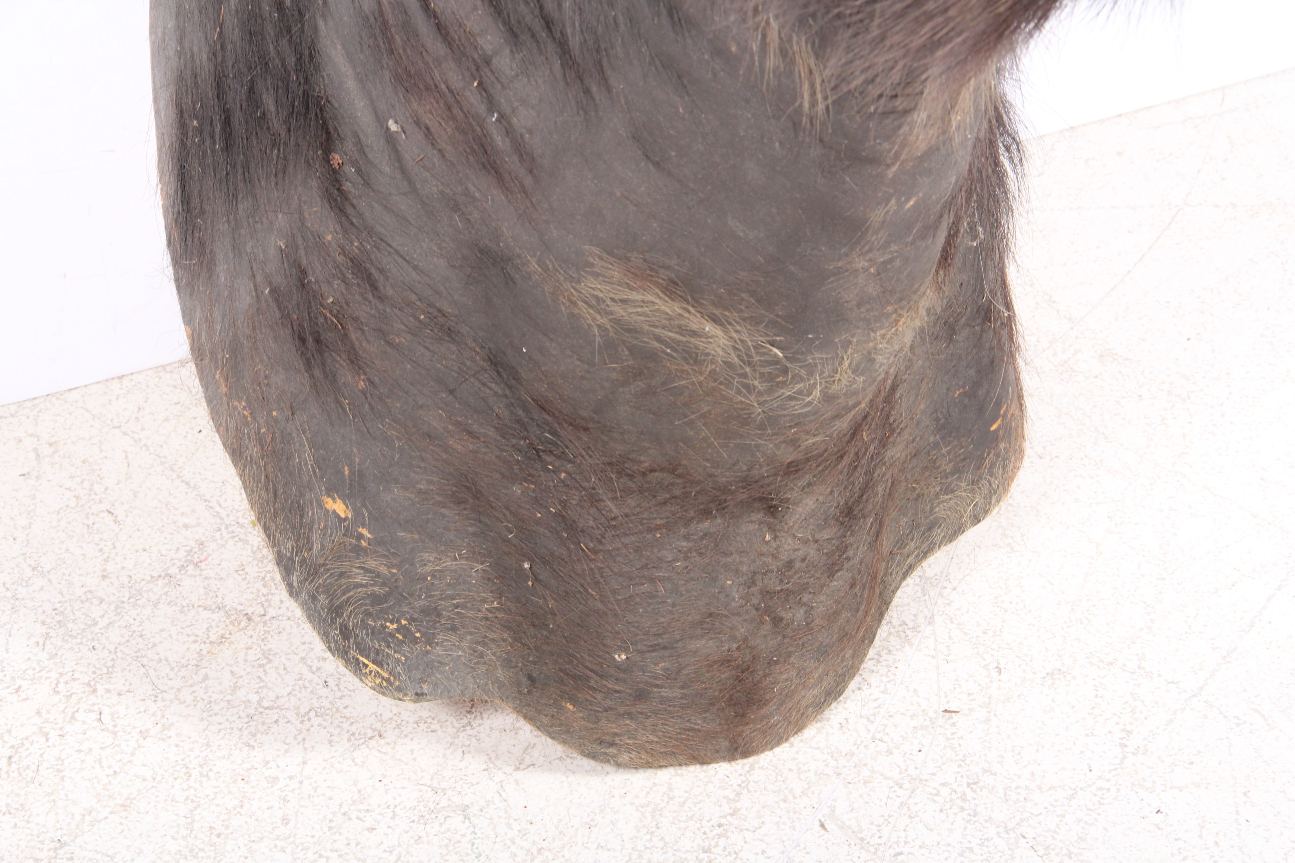 Taxidermy North Australian Water Buffalo