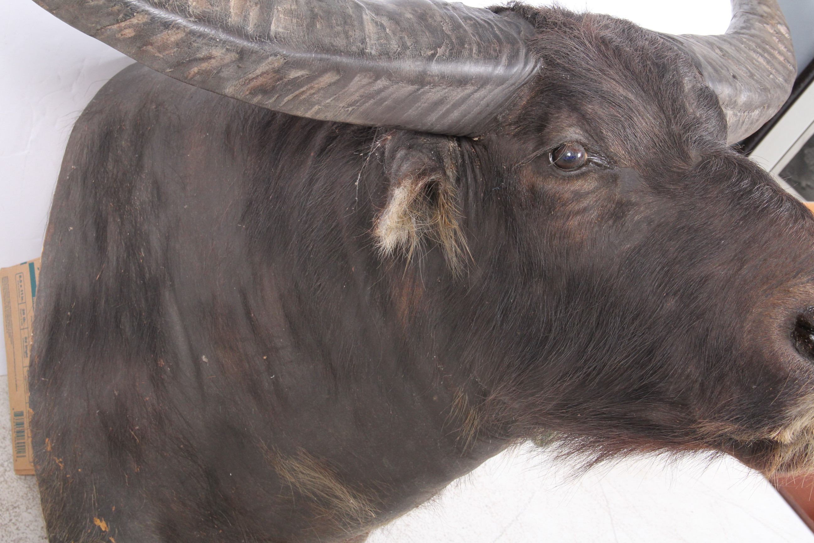 Taxidermy North Australian Water Buffalo
