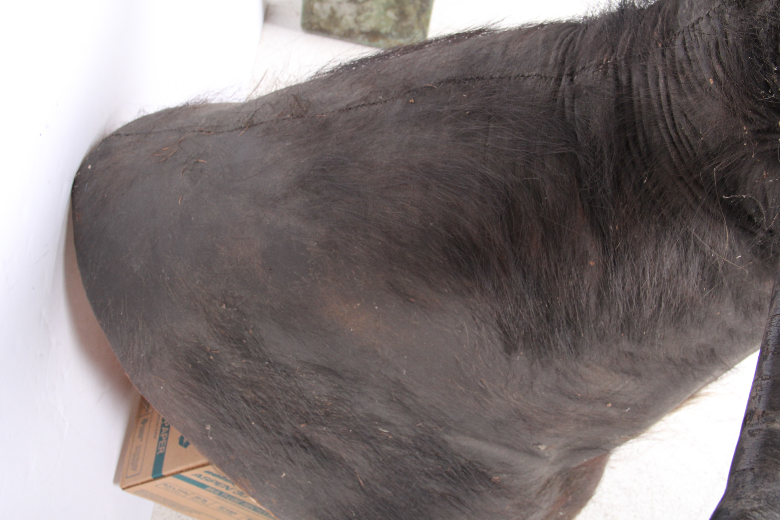 Taxidermy North Australian Water Buffalo