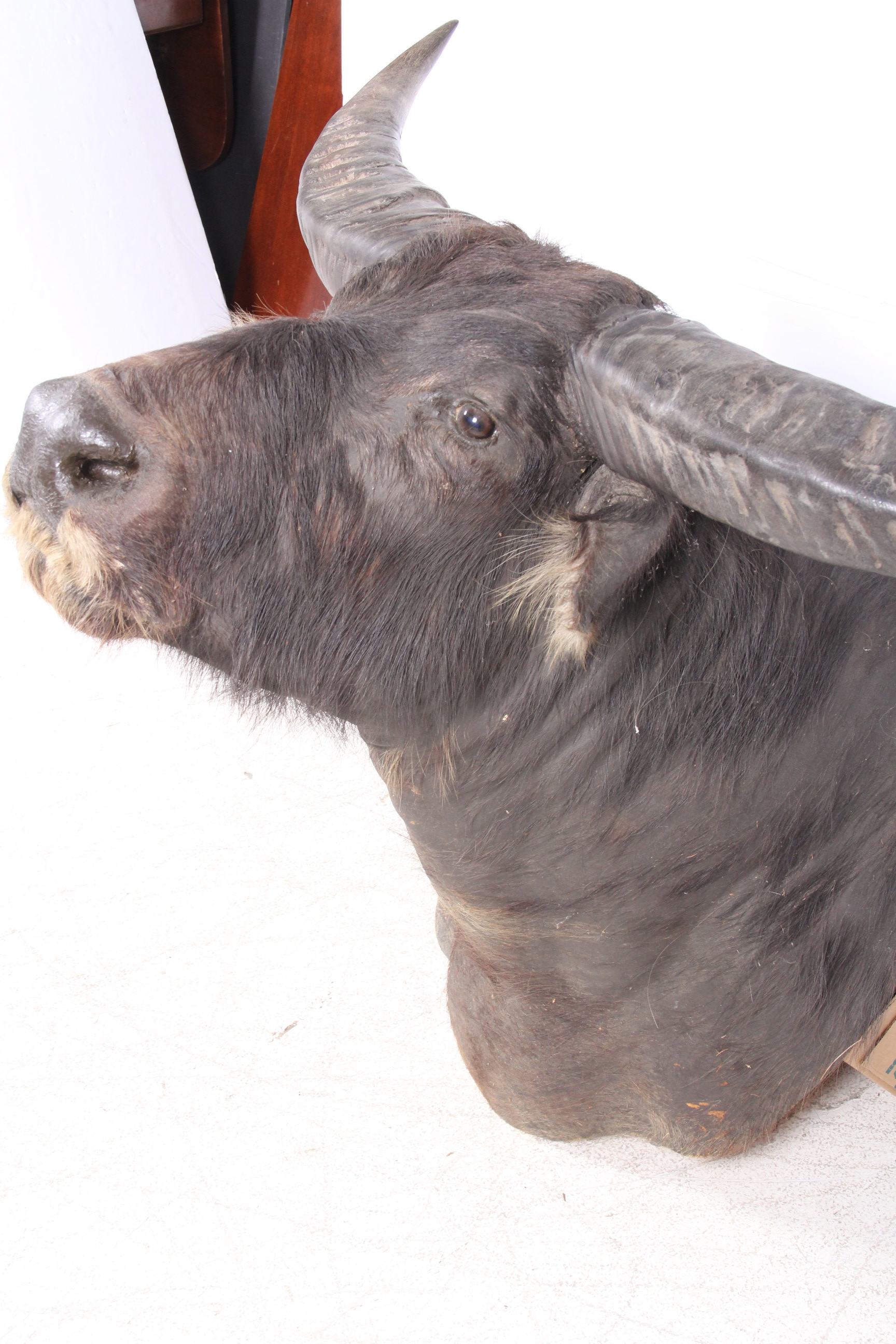 Taxidermy North Australian Water Buffalo