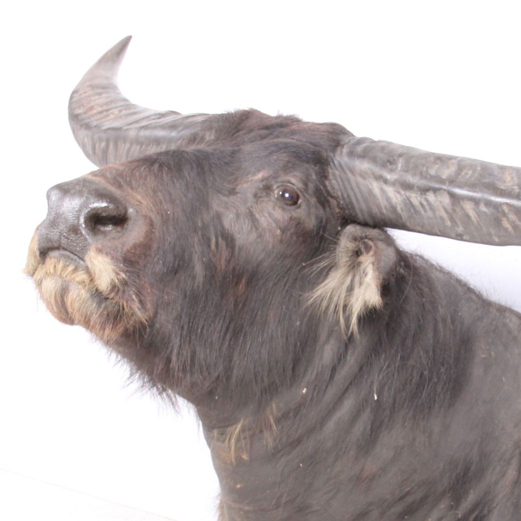 Taxidermy North Australian Water Buffalo