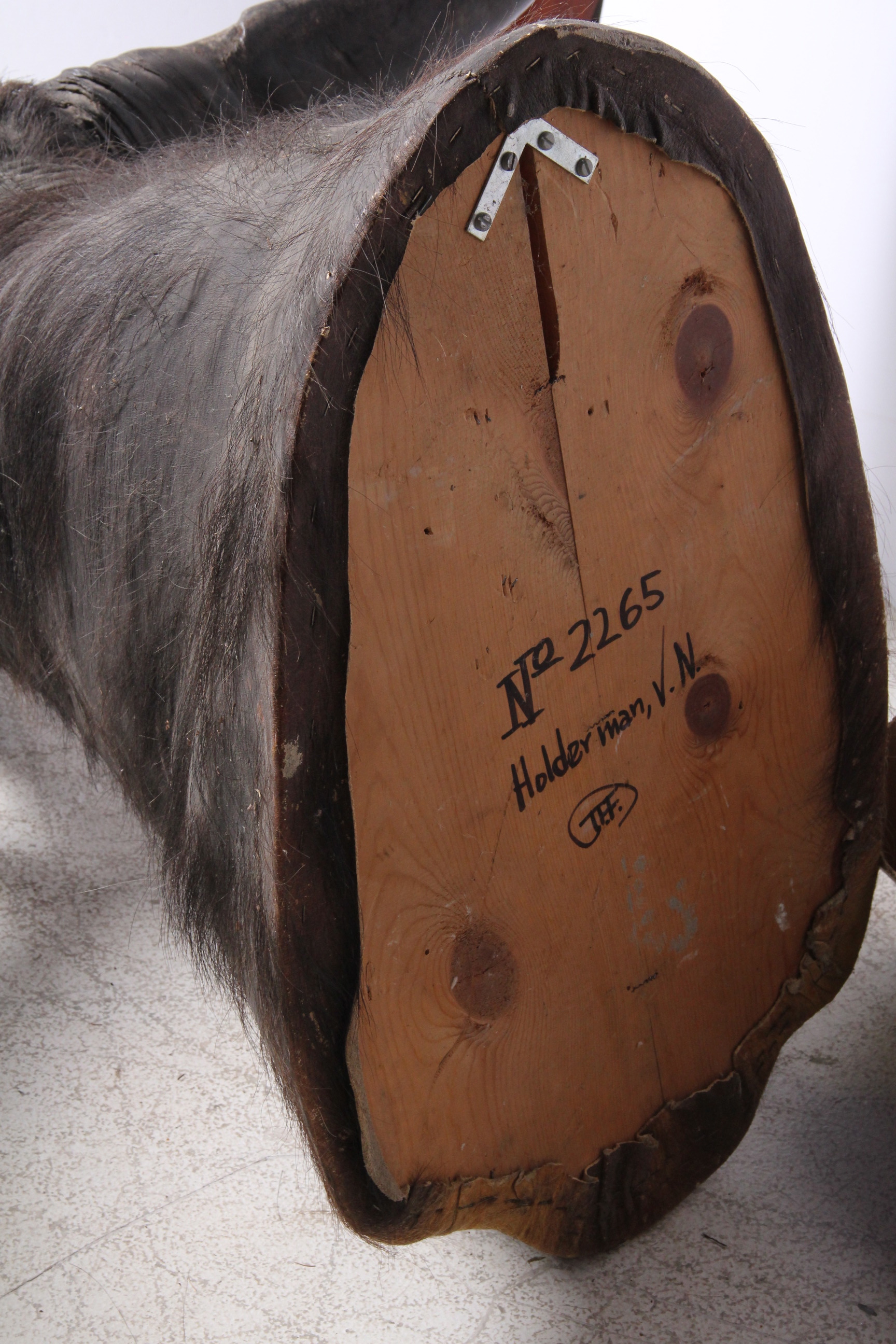Taxidermy North Australian Water Buffalo