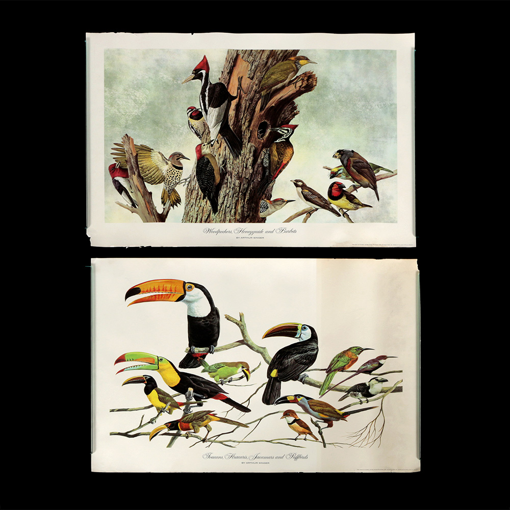 Pair of Arthur Singer Bird Prints