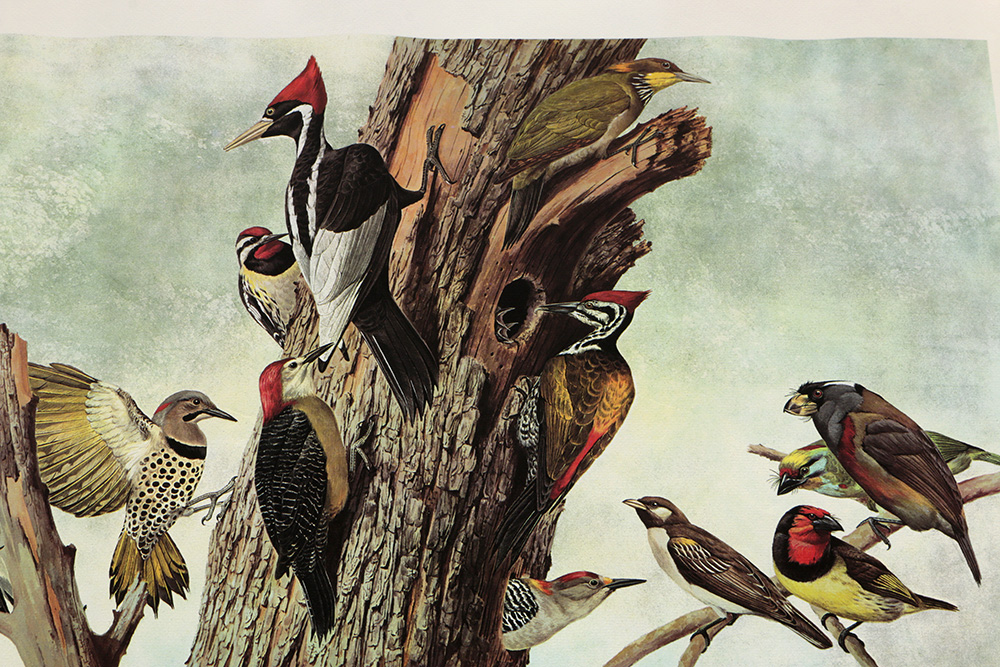 Pair of Arthur Singer Bird Prints