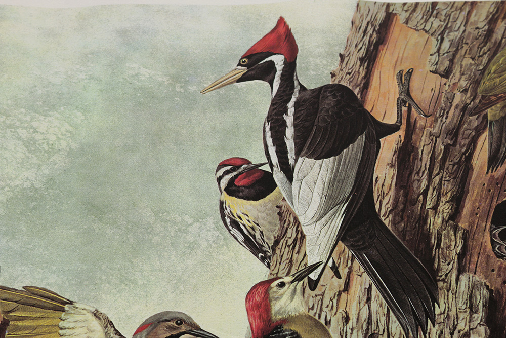 Pair of Arthur Singer Bird Prints