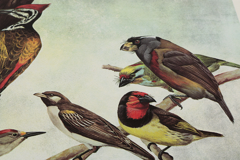 Pair of Arthur Singer Bird Prints