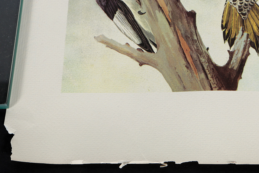 Pair of Arthur Singer Bird Prints