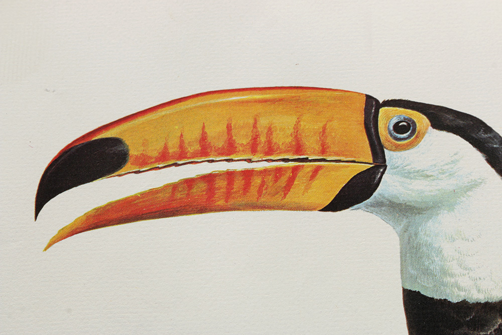 Pair of Arthur Singer Bird Prints