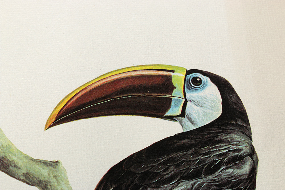 Pair of Arthur Singer Bird Prints