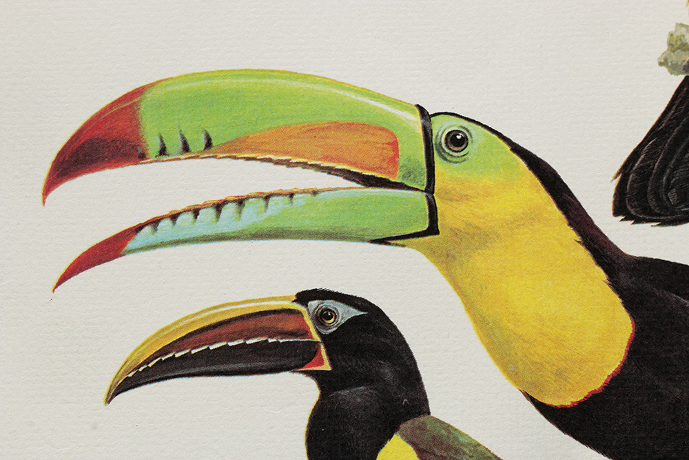 Pair of Arthur Singer Bird Prints