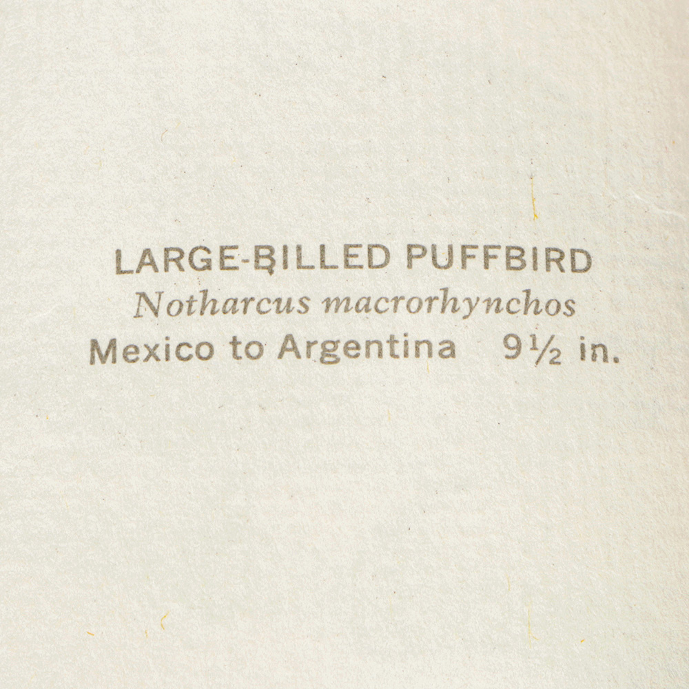 Pair of Arthur Singer Bird Prints