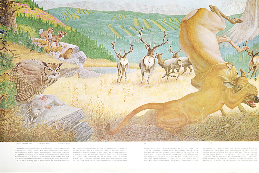 Group of Arthur Singer Bird Prints and Diorama