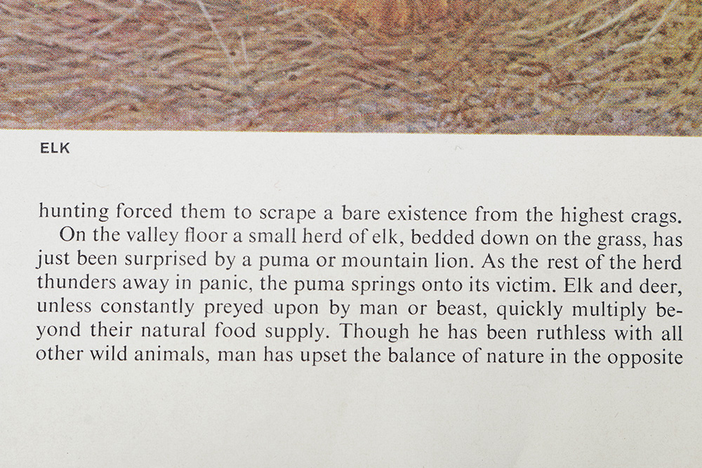 Group of Arthur Singer Bird Prints and Diorama