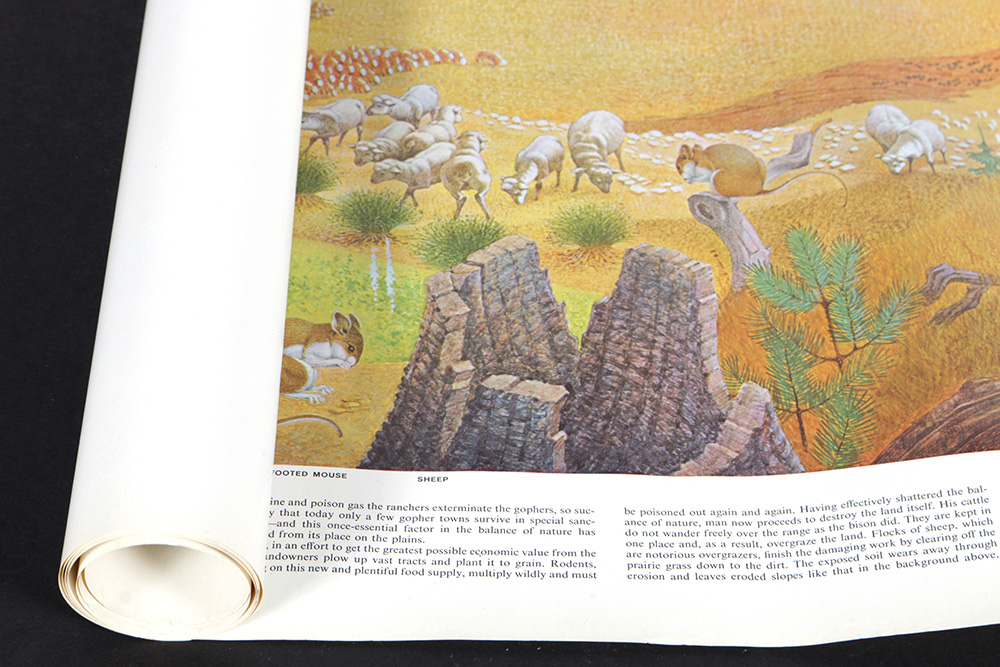 Group of Arthur Singer Bird Prints and Diorama