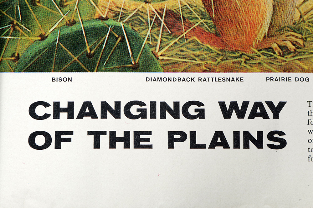 Group of Arthur Singer Bird Prints and Diorama