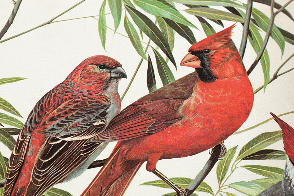 Group of Arthur Singer Bird Prints and Diorama