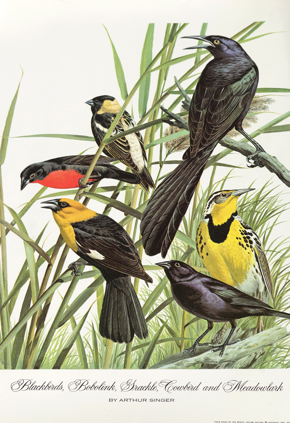 Group of Arthur Singer Bird Prints and Diorama