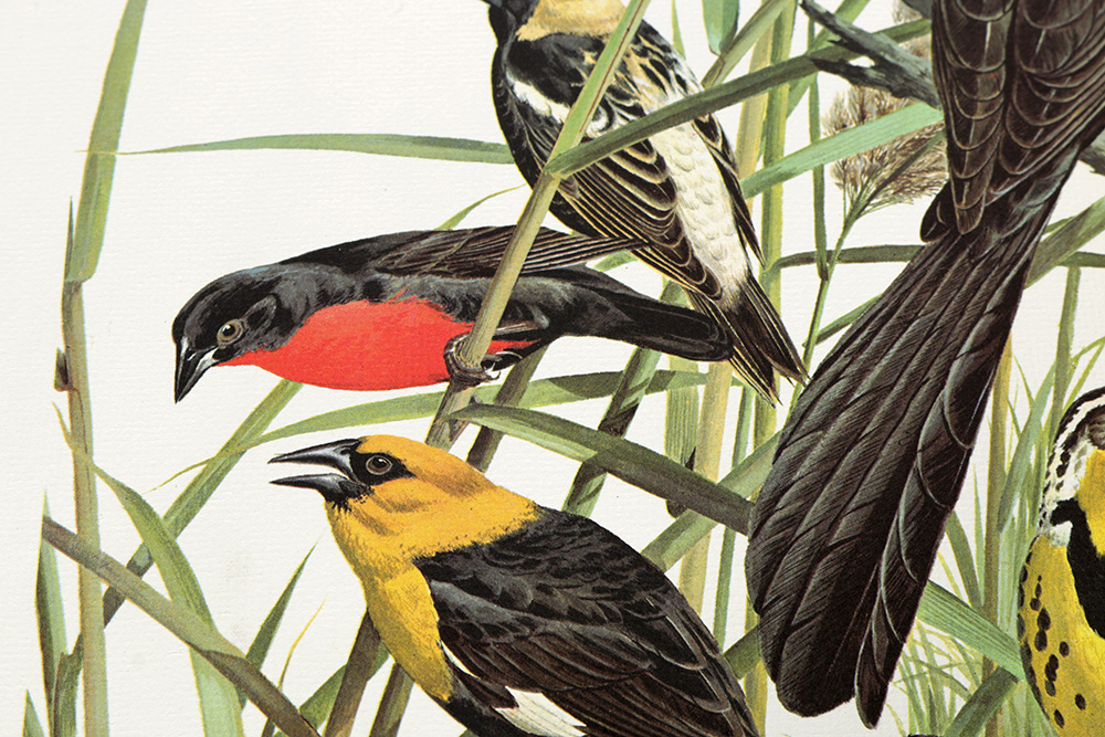 Group of Arthur Singer Bird Prints and Diorama