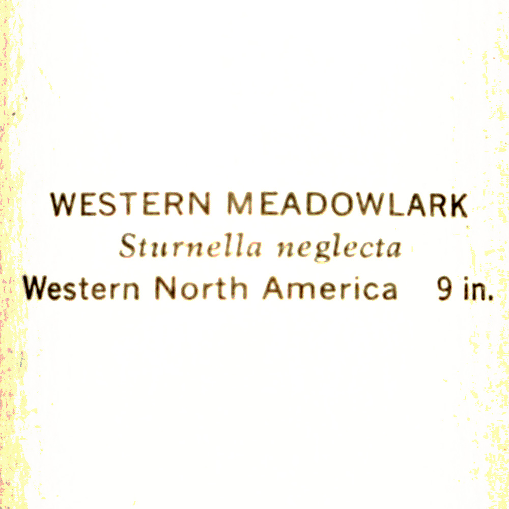 Group of Arthur Singer Bird Prints and Diorama